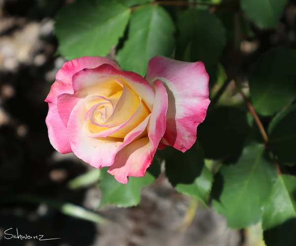 Pink, yellow and White Rose